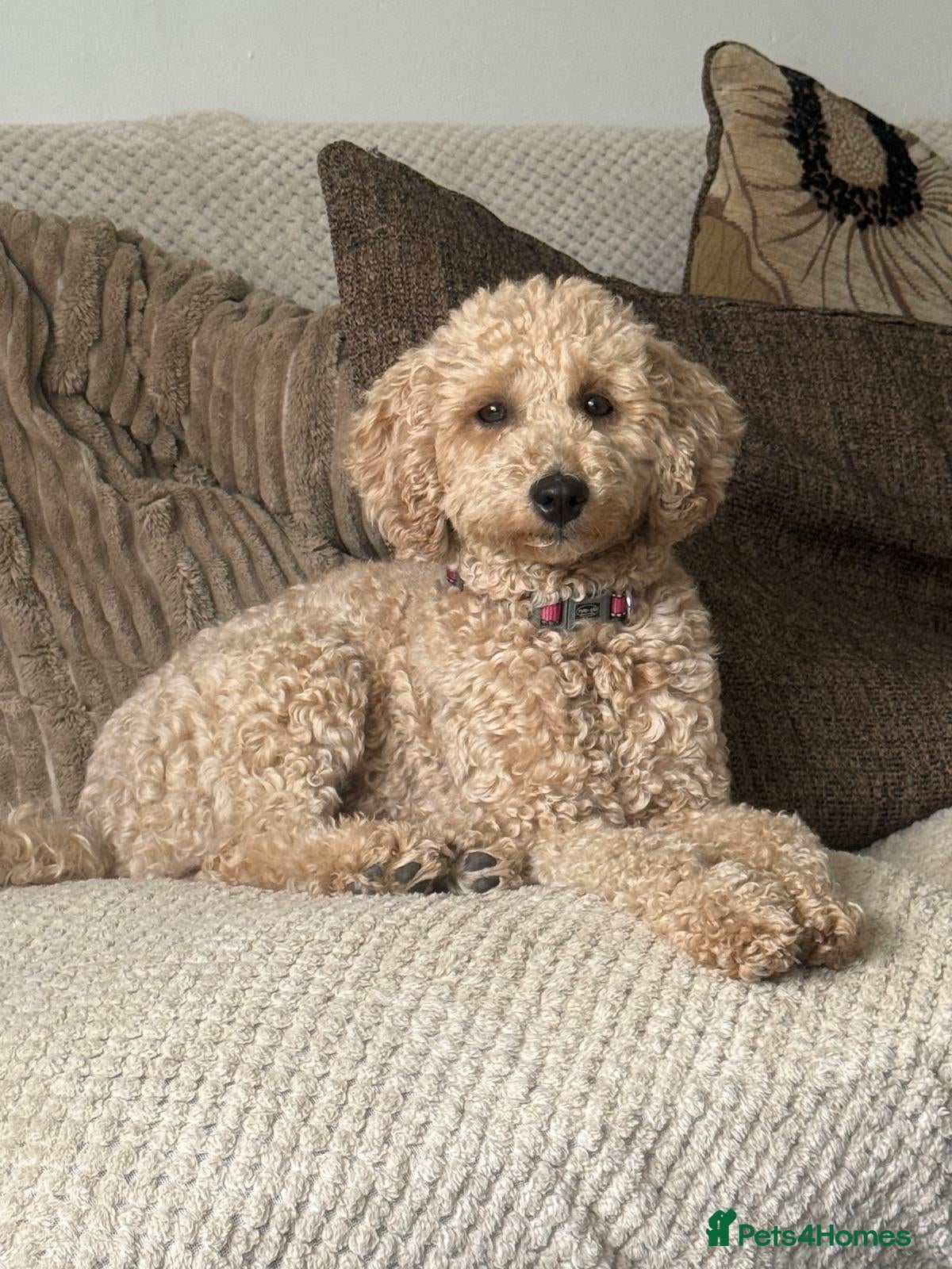 Mixed Breed dogs DUE 10/03/2026!! Beautiful poochon cross cockerpoo - Advert 1