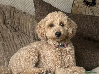 Mixed Breed dogs DUE 10/03/2026!! Beautiful poochon cross cockerpoo - Advert 1