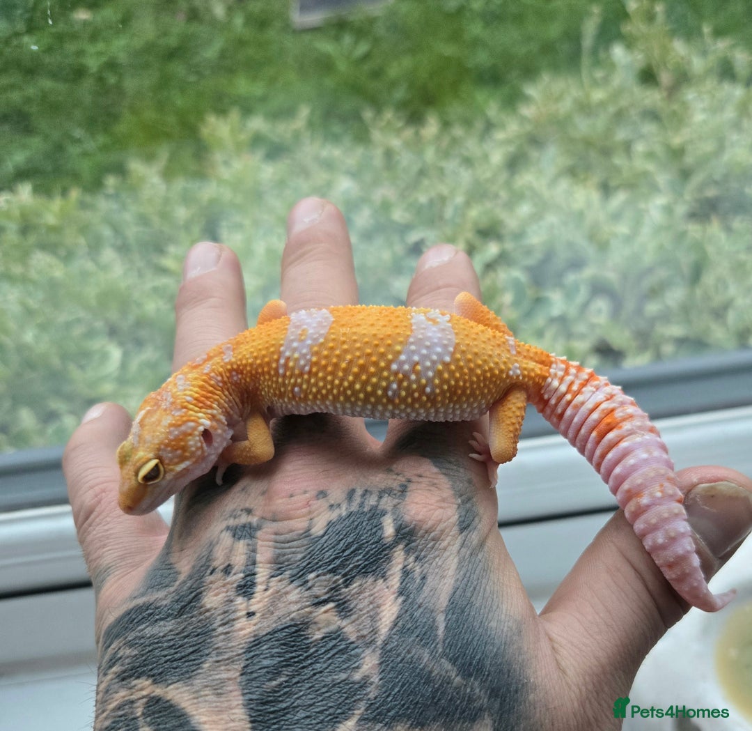Leopard Gecko reptiles for sale: Tug snow female for sale - Advert 13
