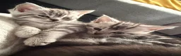 Scottish Fold cats for sale: Adorable Scottish Fold & Straight Kittens  - Advert 4