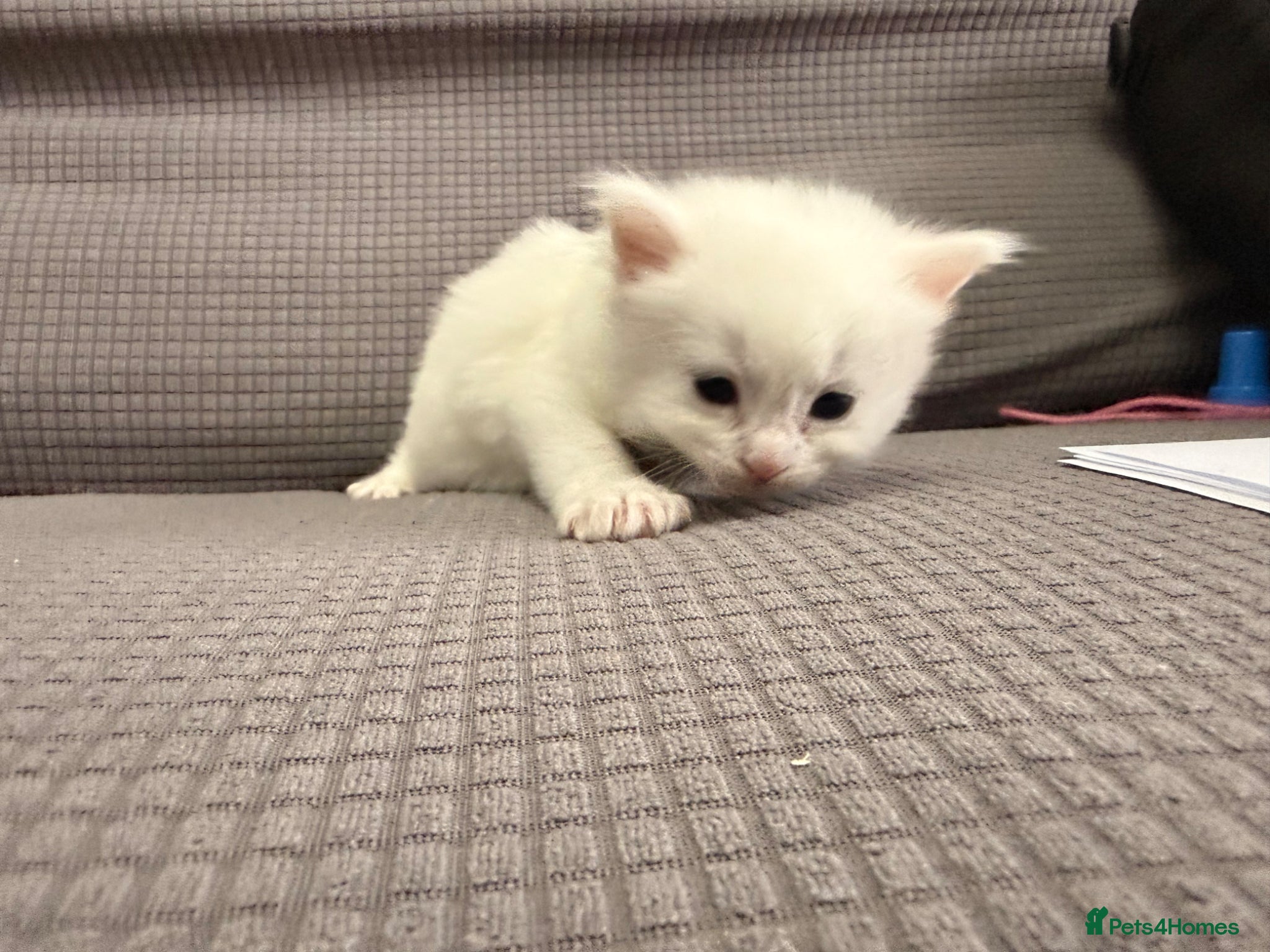 Mixed Breed cats for sale: Beautiful little kittens for sale - Advert 13