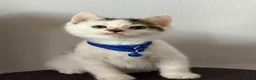 Ragcoon cats for sale: RAGCOONS ragdoll mainecoons - Advert 32