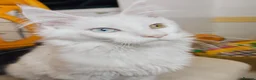 Maine Coon cats for sale: White odd eyes maine coon girl - Advert 8