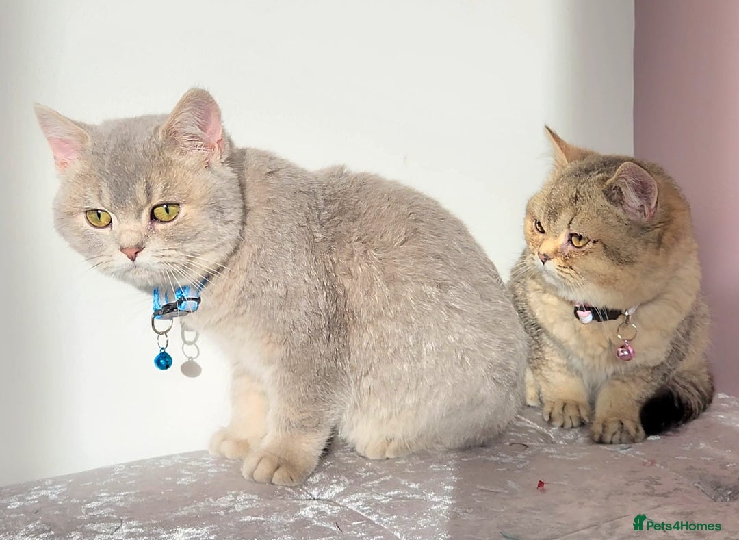 British Shorthair cats for sale: Gorgeous British Shorthair Kittens - Advert 16