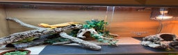 Bearded Dragon reptiles for sale: Translucent leatherback female bearded dragon - Advert 6