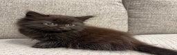 Mixed Breed cats for sale: Adorable Black Kittens - Advert 13