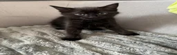 Russian Blue cats for sale: Kittens for sale in London - Advert 4