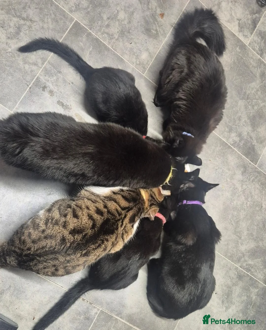 Mixed Breed cats for sale: 2 sisters - Advert 11