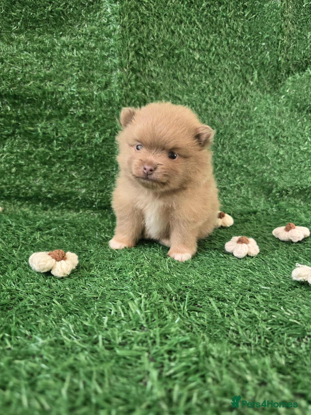 Pomeranian dogs for sale: 💜Lavender lilac chocolate merle exceptional poms - Advert 20
