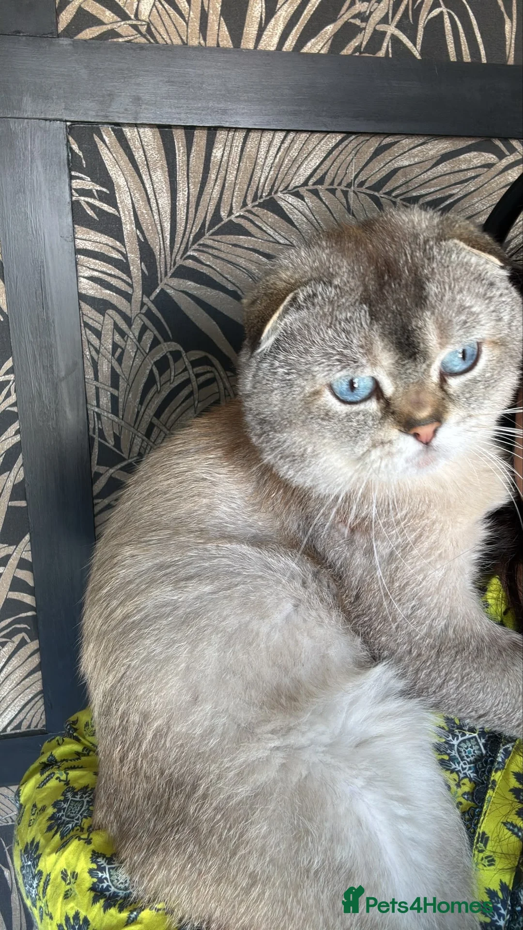 Scottish Fold cats for sale: Scottish Fold Kittens Ready For Forever Homes - Advert 17