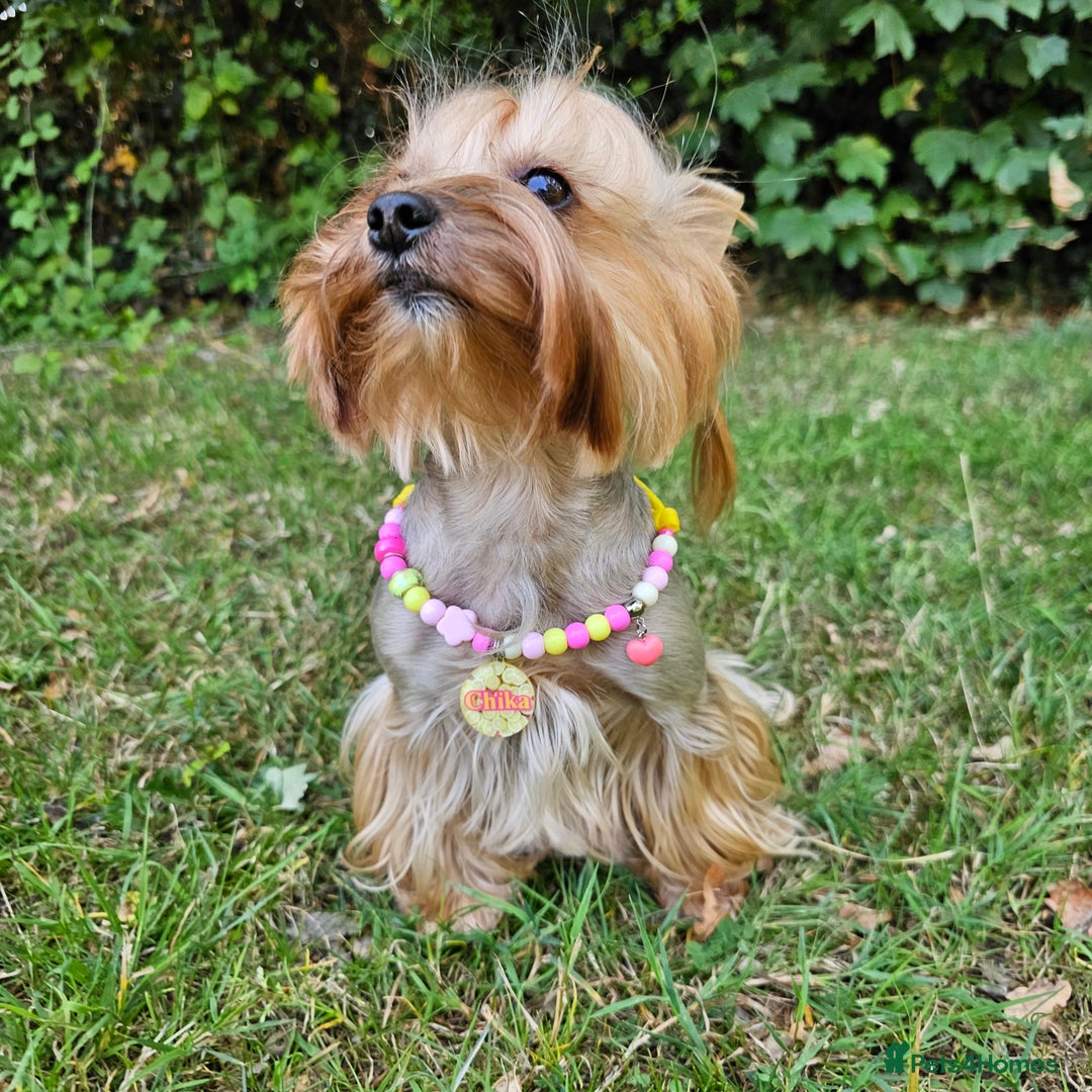 Yorkshire Terrier dogs for sale: Yorkie for rehome🩷 - Advert 4