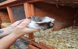 Guinea Pig rodents for sale: 3 boys left - Image 5