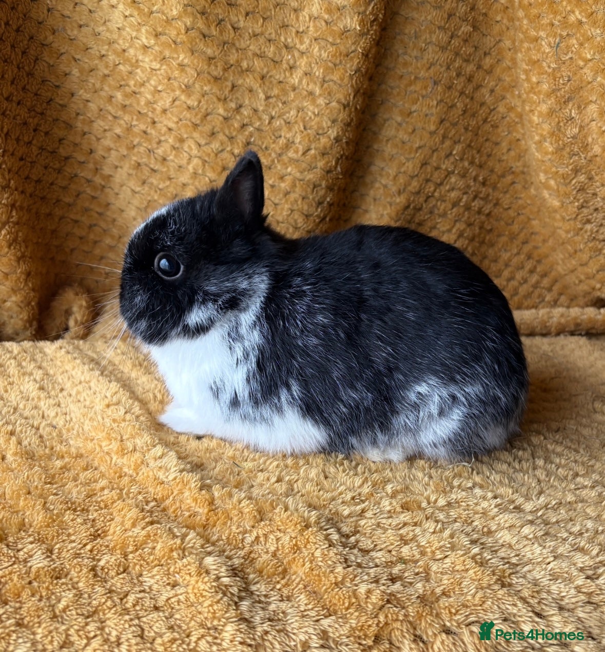 Netherland Dwarf rabbits Gorgeous Netherland dwarves  - Advert 2