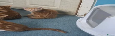 Mixed Breed 3