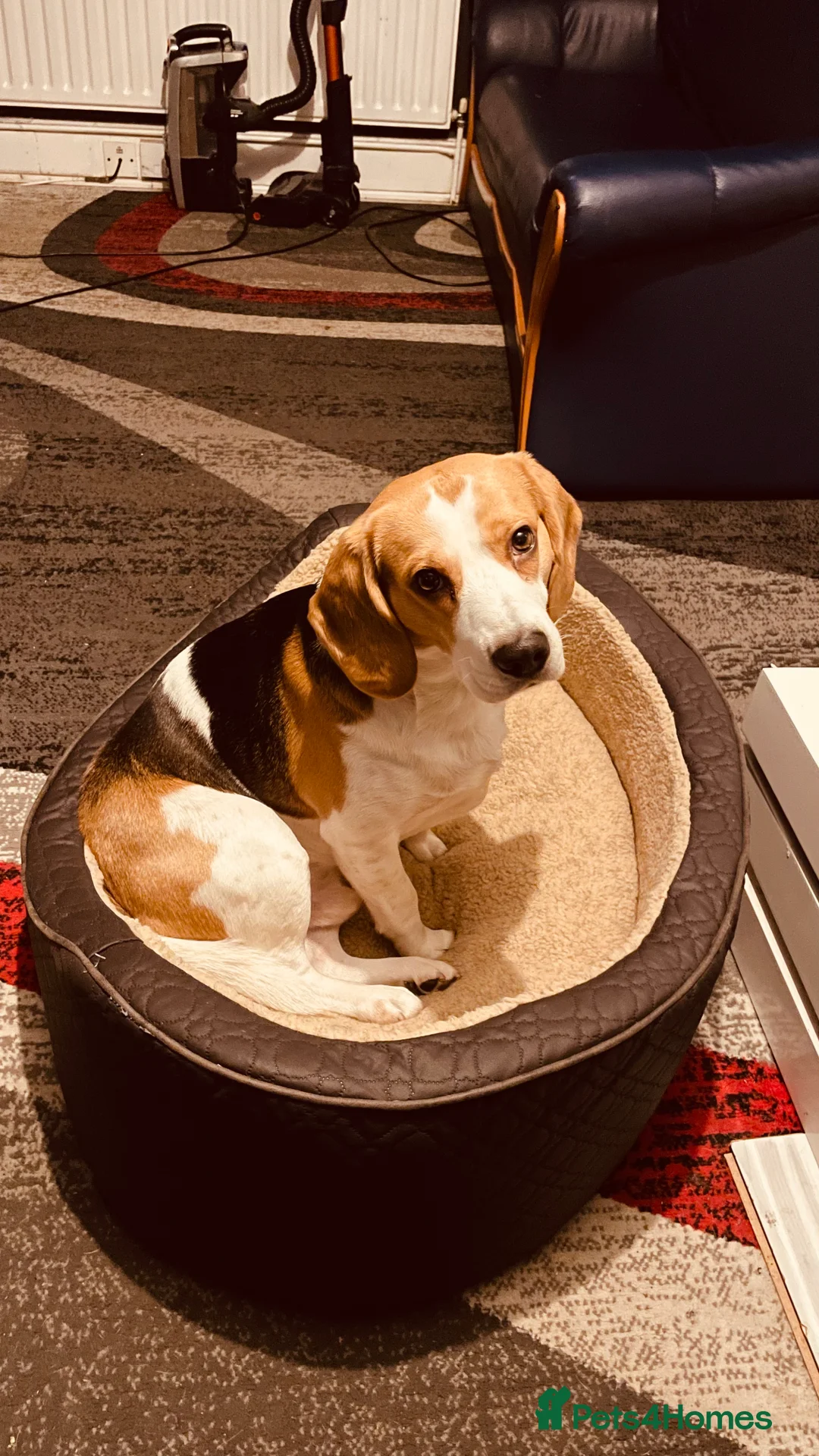 Beagle dogs for sale: Rehoming my beagle  - Advert 1
