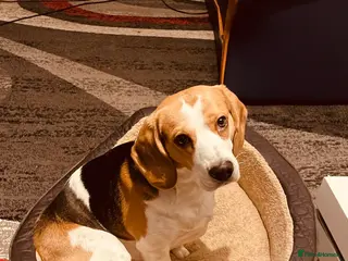 Beagle dogs Rehoming my beagle - Advert 1