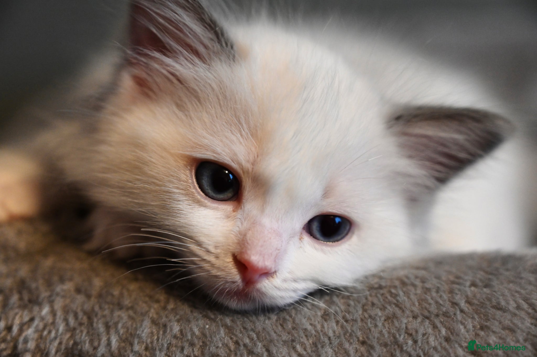 Ragdoll cats TICA reg Ragdoll – Blue Bicolour girl remaining - Advert 16