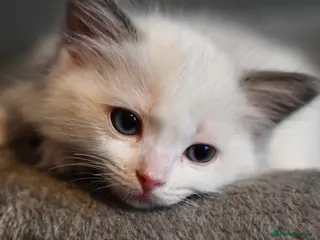 Ragdoll cats TICA reg Ragdoll – Blue Bicolour girl remaining - Advert 16