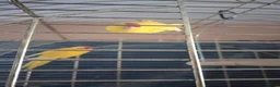 Parrots birds for sale: For sale  in Worksop - Advert 8