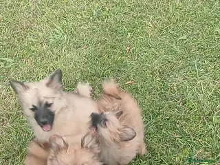 Pomeranian dogs Beautiful Pomeranianpuppy - Advert 7