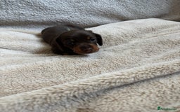 Miniature Dachshund dogs for sale: 3 gorgeous Chocolate and tan Girls  - Image 13