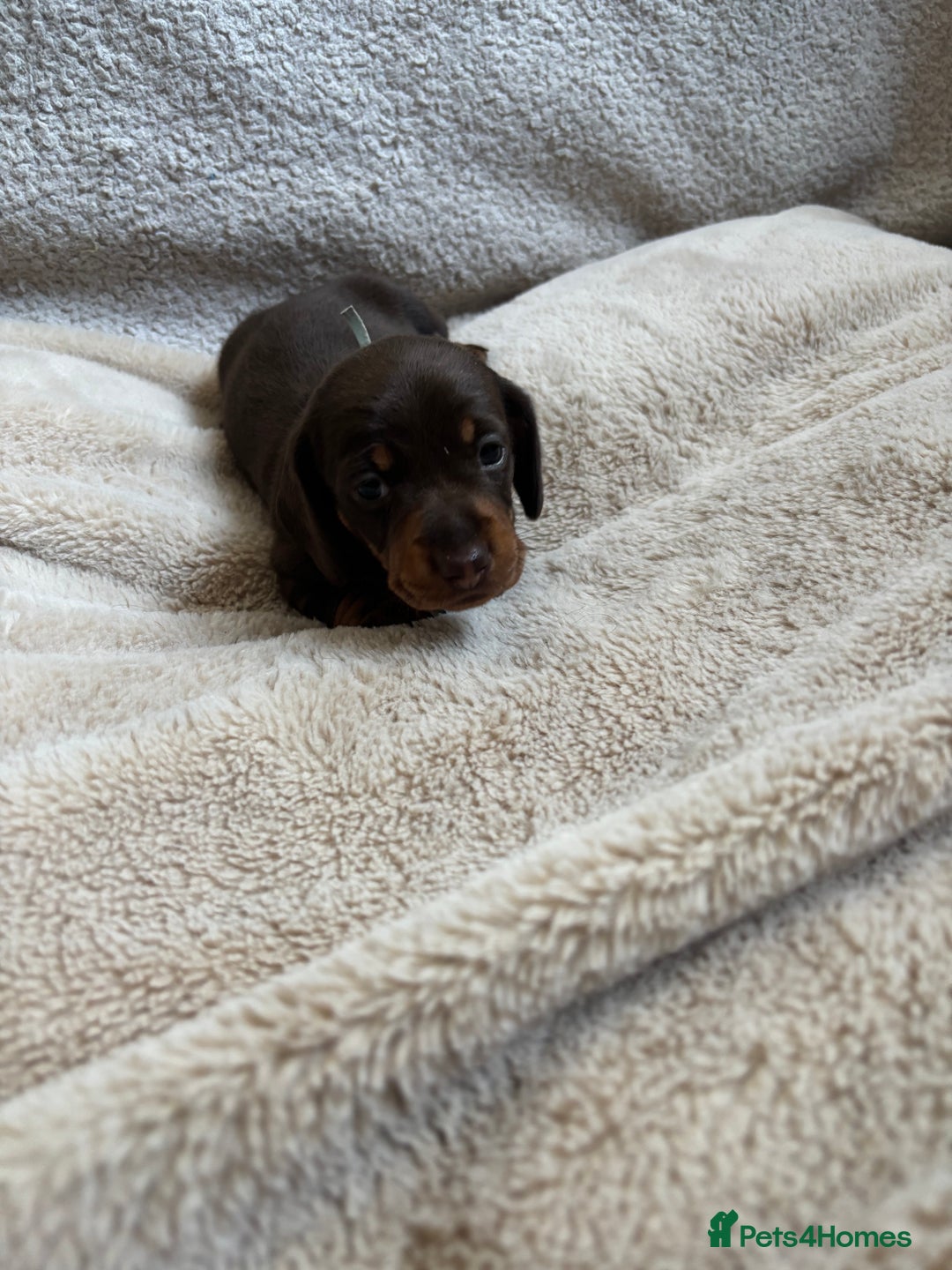 Miniature Dachshund dogs for sale: 3 gorgeous Chocolate and tan Girls  - Image 13