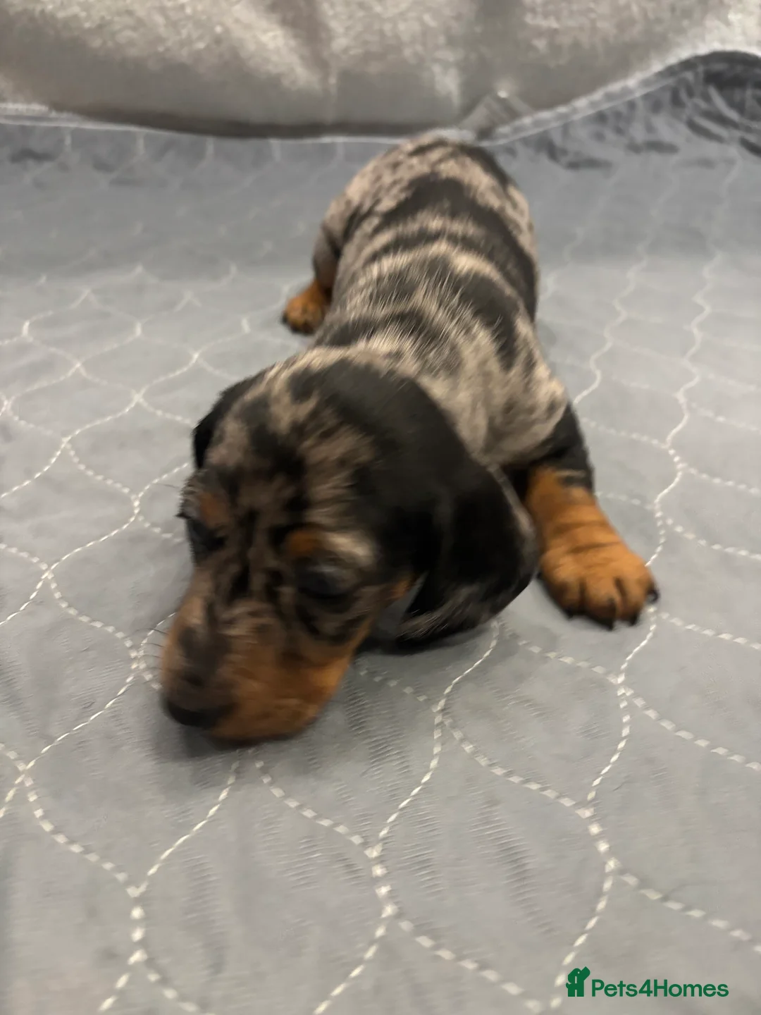 Dachshund dogs for sale: Miniature dashhound  - Advert 18