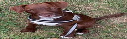 Patterdale Terrier dogs for adoption: Teddy needs a loving home  in Rotherham - Advert 7