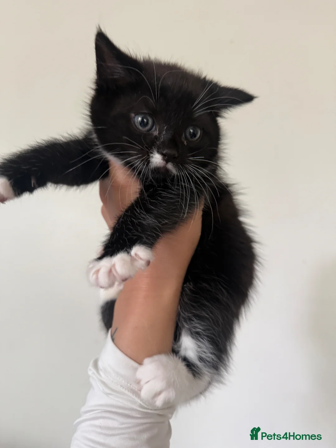 Mixed Breed cats for sale: Kittens ready to go  - Advert 5