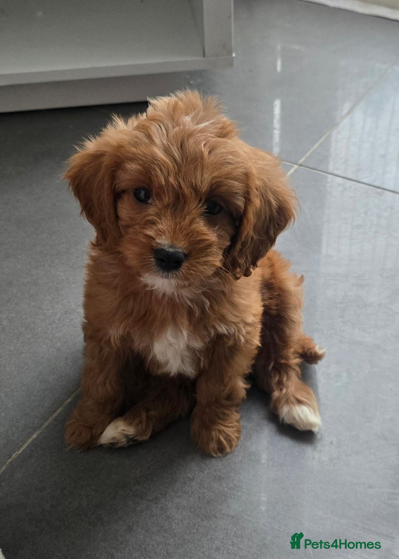 Cavapoo dogs Extensively health tested F1 Cavapoos - Advert 1