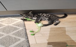 Mixed Breed cats for sale: Beautiful mixed breed kittens - Image 7