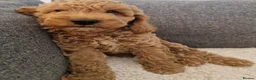 Cockapoo dogs for sale: Cockapoo Puppies Looking for Their Forever Homes - Advert 2