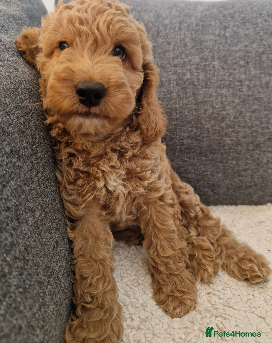 Cockapoo dogs for sale: Cockapoo Puppies Looking for Their Forever Homes - Advert 2