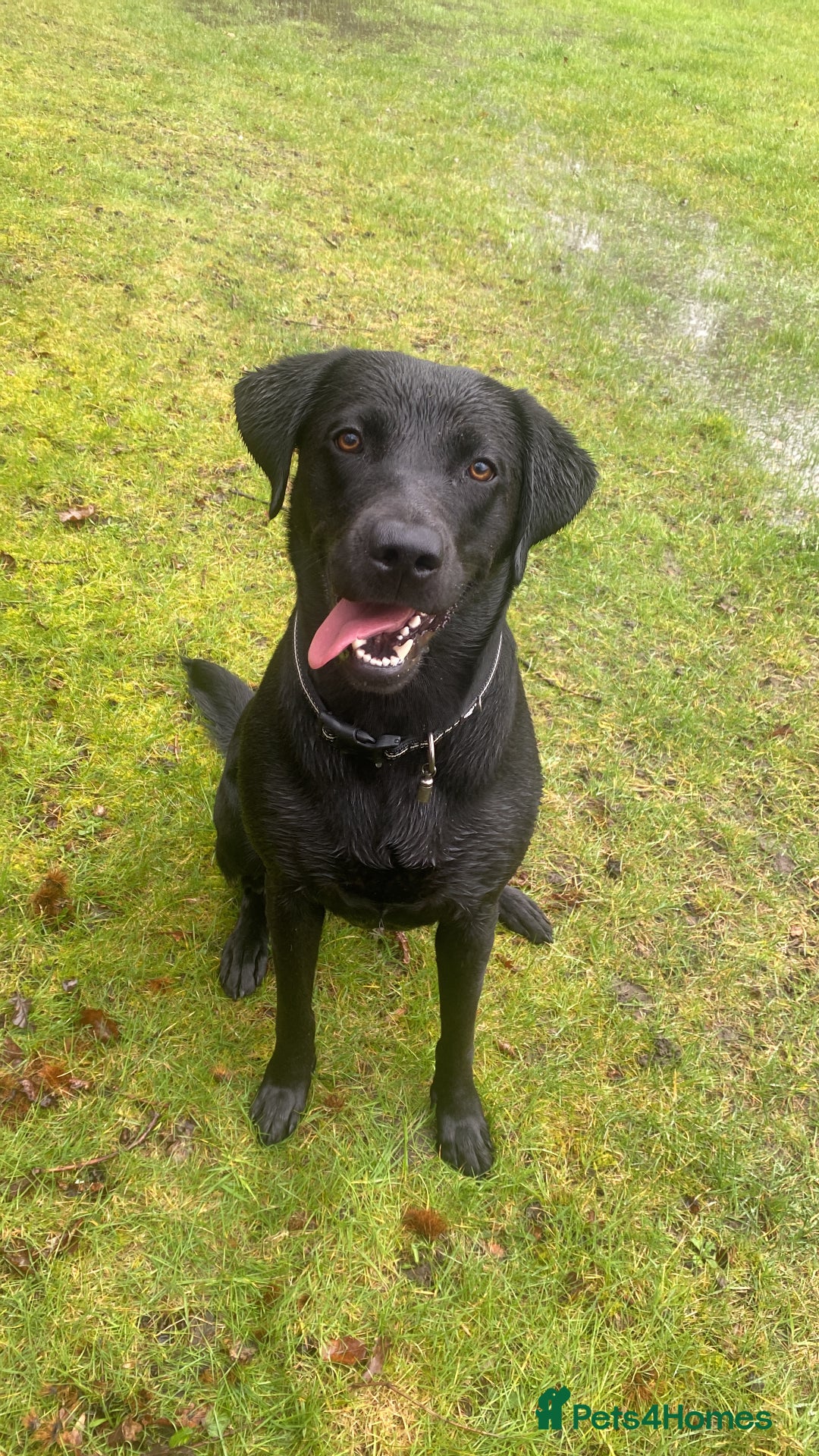 Labrador Retriever dogs for sale: Adorable labrador puppies 🐾  - Image 14