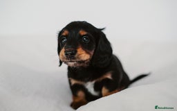 Miniature Dachshund dogs for sale: 🌿🌸🌳KC LONGHAIR MINI DACHSHUND PUPS🌳🌸🌿 - Image 24