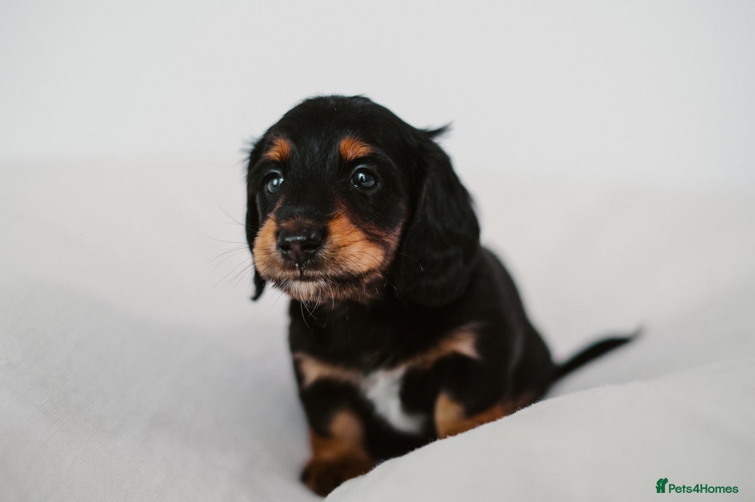 Miniature Dachshund dogs for sale: 🌿🌸🌳KC LONGHAIR MINI DACHSHUND PUPS🌳🌸🌿 - Image 24
