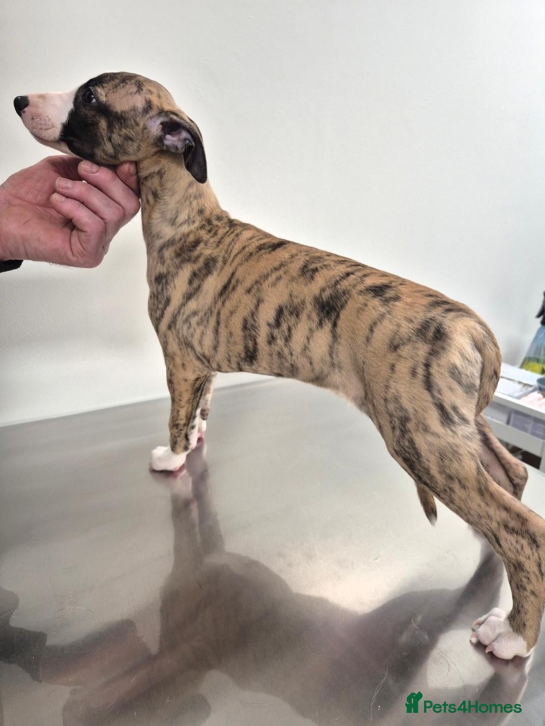 Whippet dogs ready to leave 1 kc registered boy whippet pup - Advert 14
