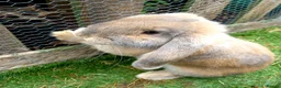 French Lop rabbits for sale: Beautiful female French Lop - Advert 3