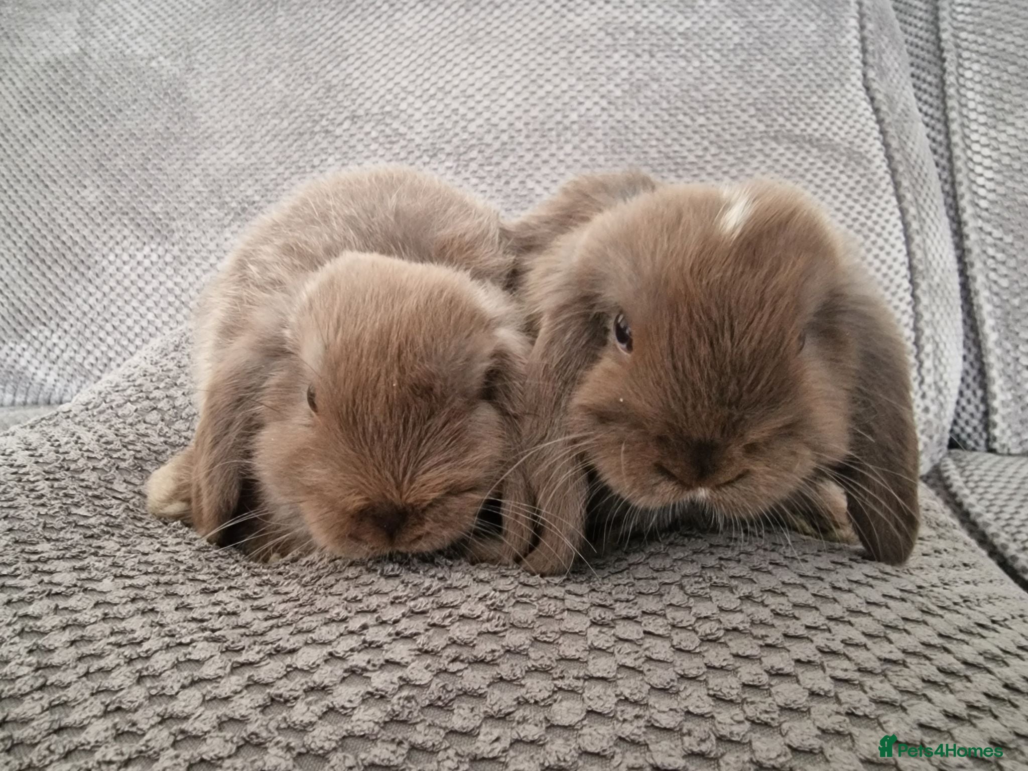 Mini Lop rabbits Beautiful mini lops baby's  - Advert 2