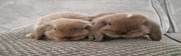 Mini Lop rabbits for sale: Beautiful mini lops baby's  - Advert 9