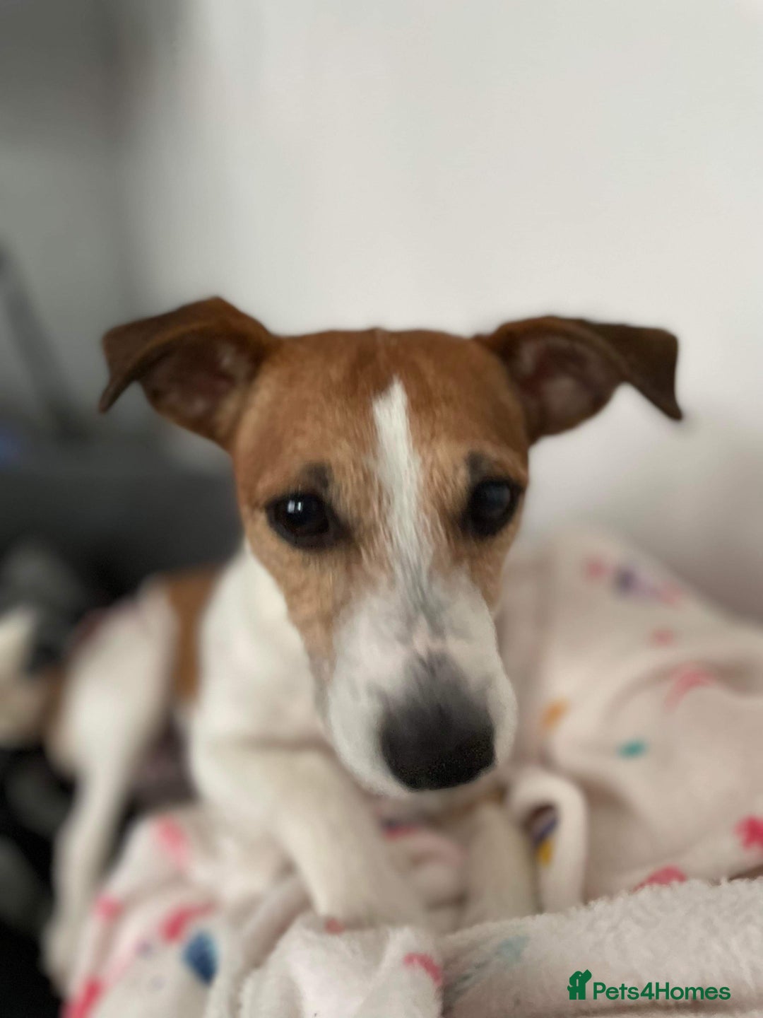 Jack Russell dogs for sale: 4 left!!! Blue/red tri JR puppies  - Advert 4