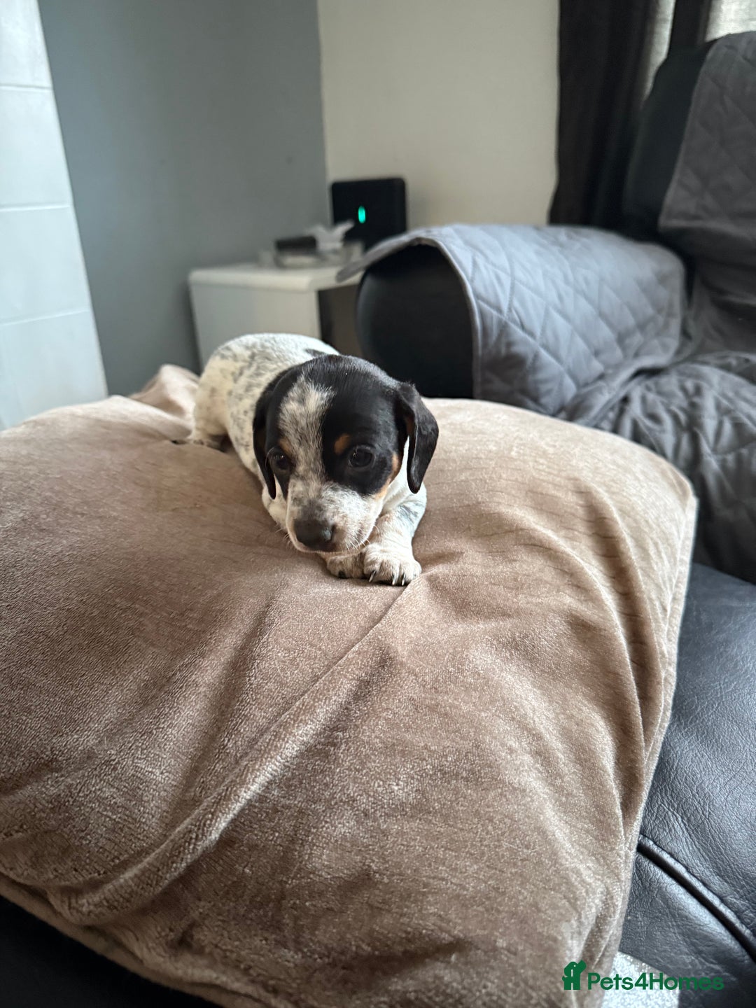 Mixed Breed dogs for sale: Doxiepoo  - Advert 5