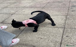 Mixed Breed dogs for sale: Delilah  - Image 5