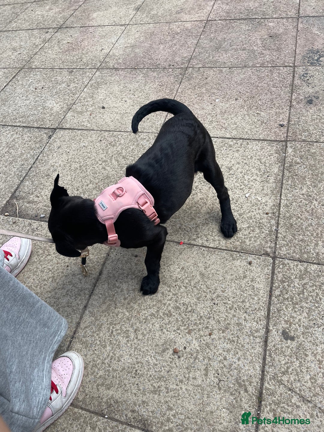 Mixed Breed dogs for sale: Delilah  - Image 5