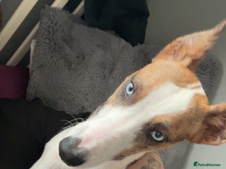 Mixed Breed dogs Mini whippet - Advert 1