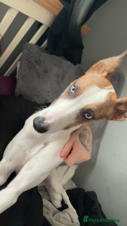 Mixed Breed dogs Mini whippet - Advert 1