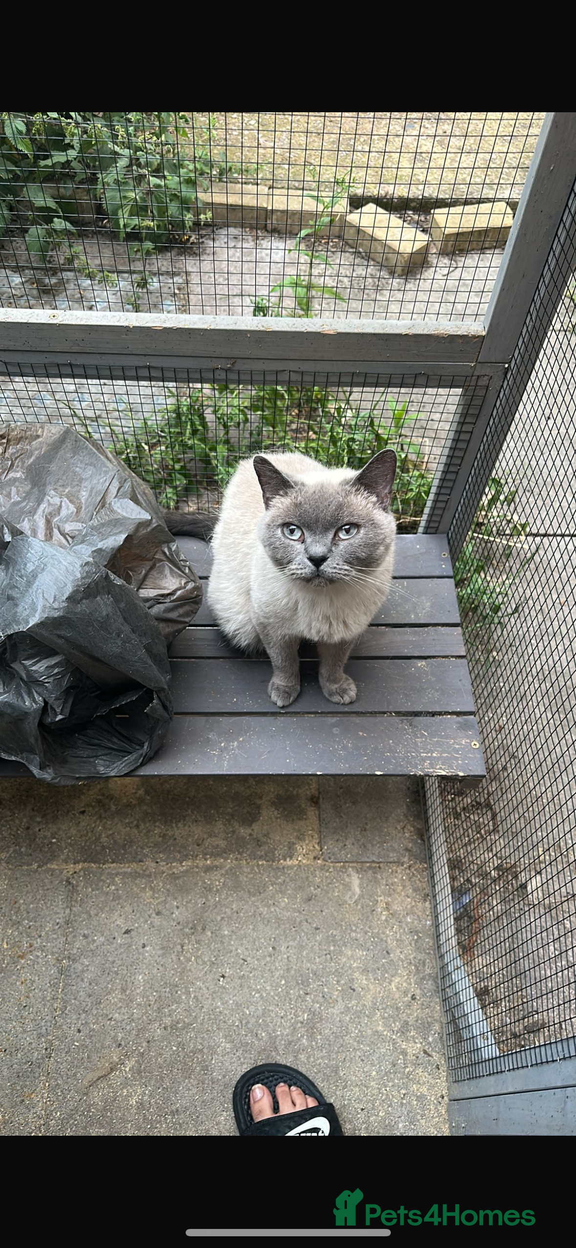 British Shorthair cats Blue point British shorthair gccf active - Advert 15
