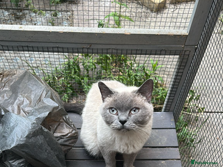 British Shorthair cats - Advert 30
