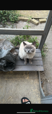 British Shorthair cats Blue point British shorthair gccf active - Advert 14