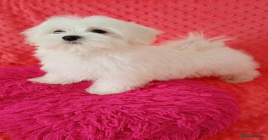 Maltese dogs in Crewe - Advert 6
